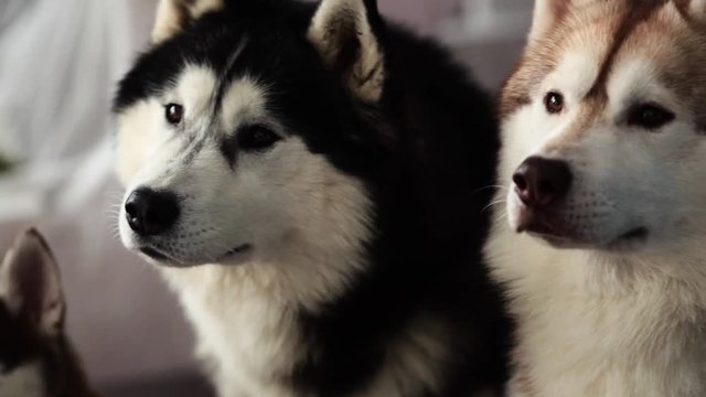 sit three husky dogs on the floor