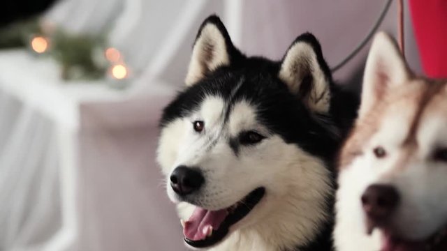 sit three husky dogs on the floor