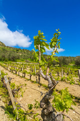 Fototapeta na wymiar Grapevines in spring with young grapes and tendrils in blue sky,