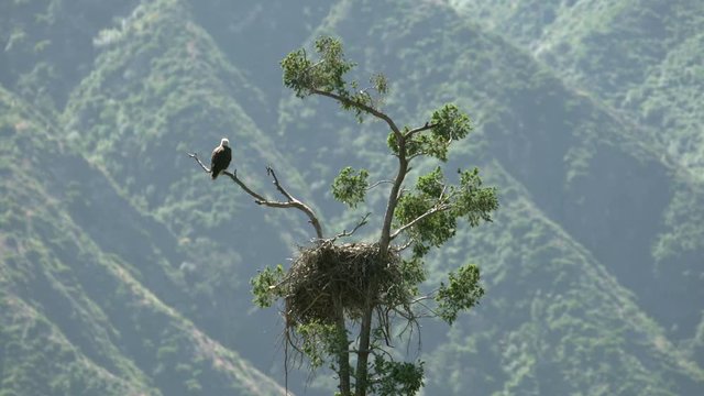 Bald Eagle resting by nest in Sang Gabriel National Monument California USA