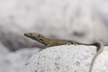 Lizard on top of a rock - Madeira