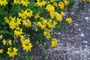 Beautiful yellow flowers
