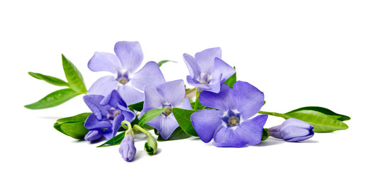 Fototapeta na wymiar Beautiful blue flower periwinkle isolated on white background