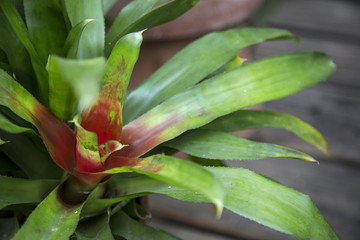 Close Up View Green and Red Bromeliad Tropical Plant, Vibrant Green Leaves,  Shallow Depth of Field, Background Backdrop Use with Text Copy Space Overlay - Spring, Daytime Oregon  (HDR Image)