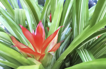 Obraz premium Bromeliads Plant with red flowers.