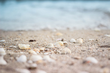 Fototapeta na wymiar Close up of shells on the beach.