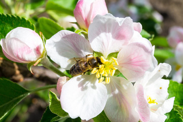 Flower of apple