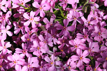 Beautiful plumage at Glossy Ibis ...