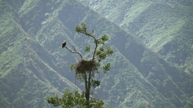 Bald Eagle resting by nest in Sang Gabriel National Monument California USA