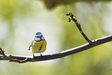 Blaumeise / Blaumeise, aufgenommen in Dannenberg (Landkreis Lüchow - Dannenberg, Niedersachsen, Deutschland).
