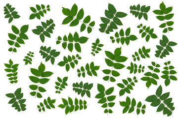 Green leaves pattern isolated on white background