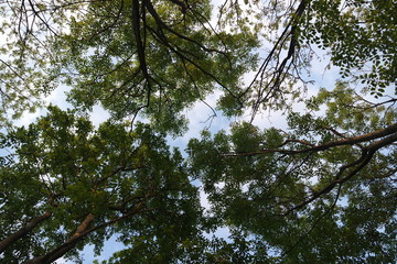 Fototapeta premium Tops of trees
