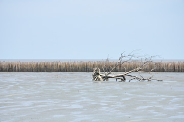 Dry tree on mud 