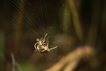 Spider on nature leaves as background
