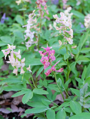 Corydalis flowers in the spring forest.