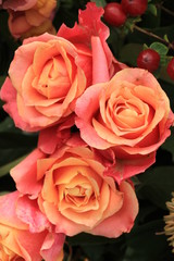 Big pink roses