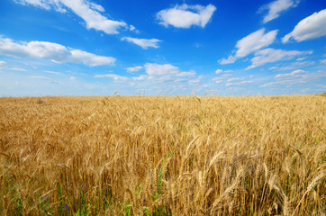 Wheat field against sun light