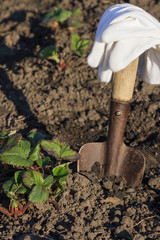 Bushes of strawberries, spade and gloves