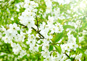 Cherry apple blossoms over nature background