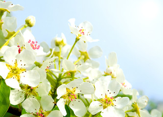 Cherry apple blossoms over blue sky background