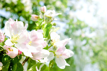 Fototapeta na wymiar Cherry apple blossoms over nature background