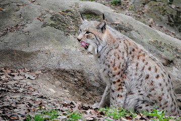 Obraz premium Lynx