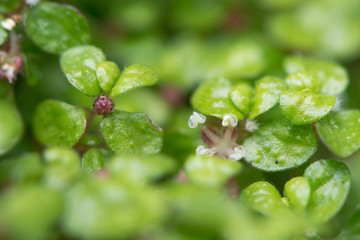 Mind-your-own-business (Soleirolia soleirolii) flowers. Tiny flowers of low, creeping, mat forming plant in the nettle family (Urticaceae)