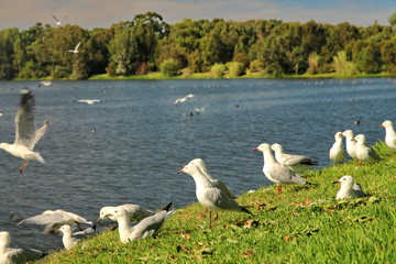 Flock of seagulls in Australia