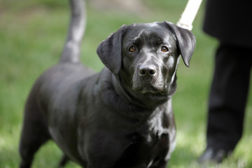 Cane al guinzagio