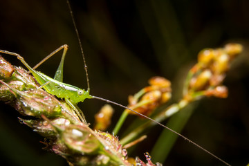 Grasshopper on nature leaves as background