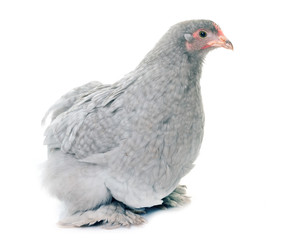 Pekin chicken in studio