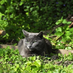 Chat gris, yeux verts