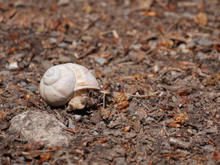 Weinbergschnecke