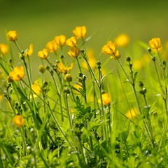 Fleurs de Boutons d'or , renoncule rampante, prairie sauvage 