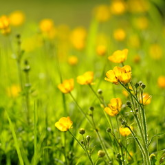 Fleurs de Boutons d'or , renoncule rampante, prairie sauvage 