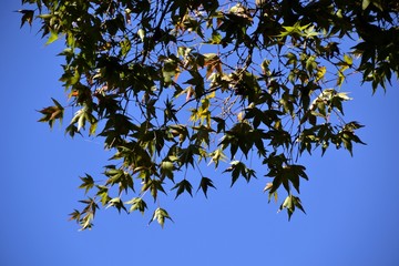 Maple branch
