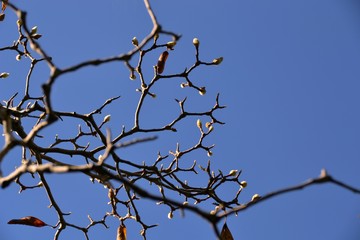 Fototapeta na wymiar Naked branch