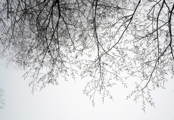 Tree branches in the fog