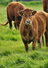 Veaux dans la prairie 