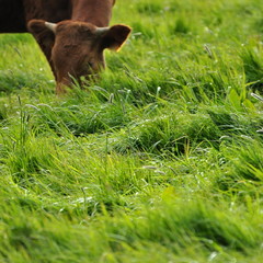 Herbage, veaux dans la prairie 