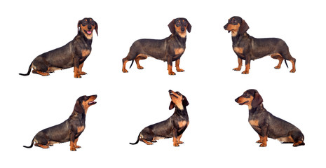 Photos sequence of dog teckel