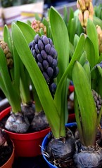 Obraz premium Hyacinth in pot