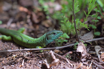 Lizard in the woods