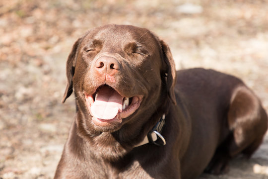 Labrador lying in a forest