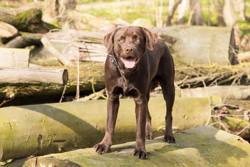 Labrador is jumping in a forest