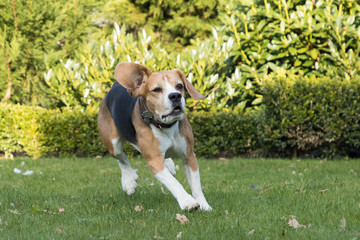 running beagle in a garden