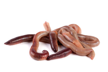 bunch of earthworms isolated on white background macro