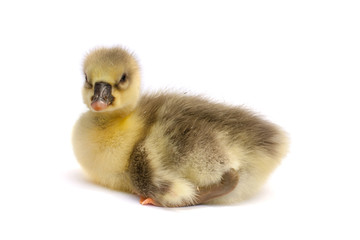 one little gosling isolated on white background