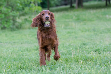 Irish setter runs across the field. Selective focus