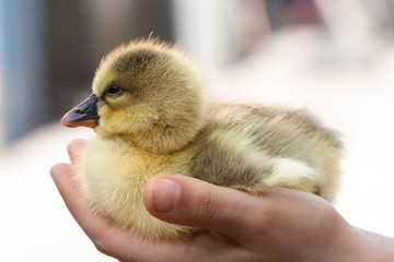 Cute little domestic gosling in the human hand